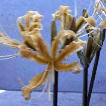 Lycoris Aurea (Golden Spider Lily)