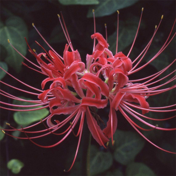 Lycoris Radiata (Spider Lily)