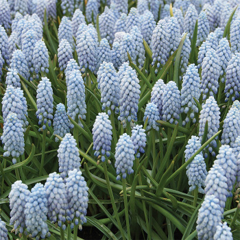 Muscari Valerie Finnis