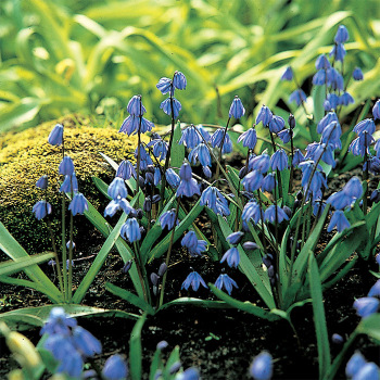 Scilla Siberica