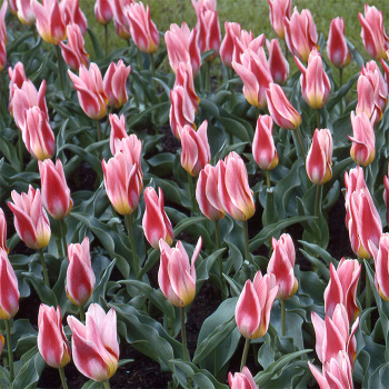 Ancilla Kaufmanniana Tulip
