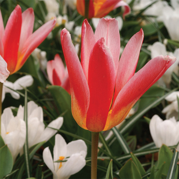 Hearts Delight Kaufmanniana Tulip