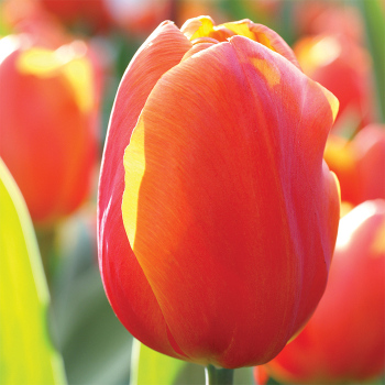 Christmas Orange Single Early Tulip