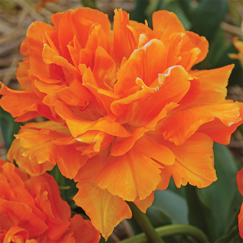 Orca Double Early Tulip