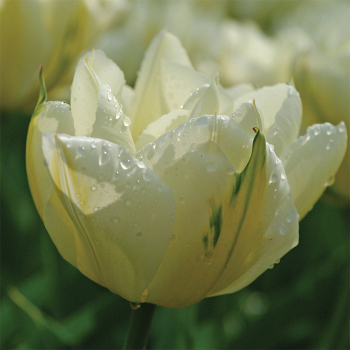 Purissima Fosteriana Tulip