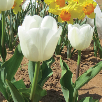 Hibernia Triumph Tulip