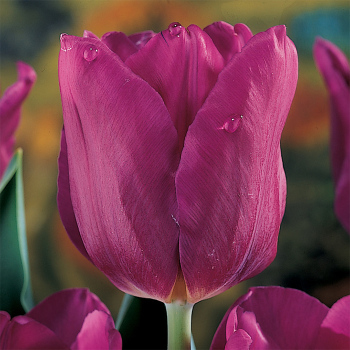 Passionale Triumph Tulip