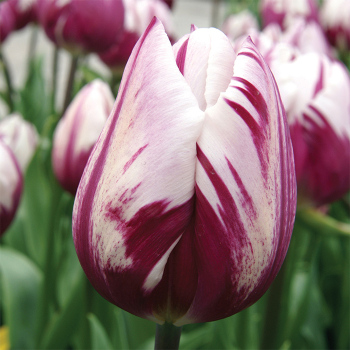 Zurel Triumph Tulip