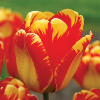 Banja Luka Darwin Hybrid Tulip