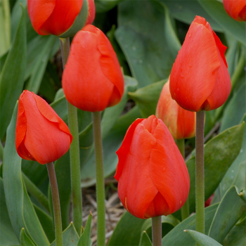 Oranjezon Darwin Hybrid Tulip