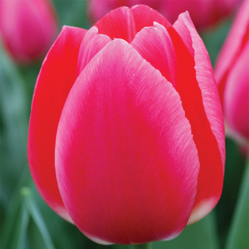 Rosy Delight Darwin Hybrid Tulip