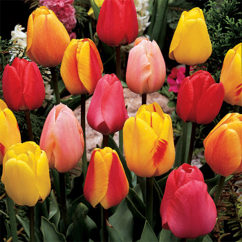 Mixed Darwin Hybrid Tulips
