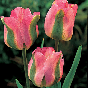Groenland Viridiflora Tulip