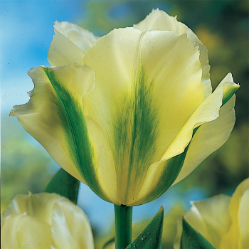 Spring Green Viridiflora Tulip