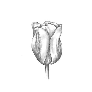 Viridiflora Mixed Tulips