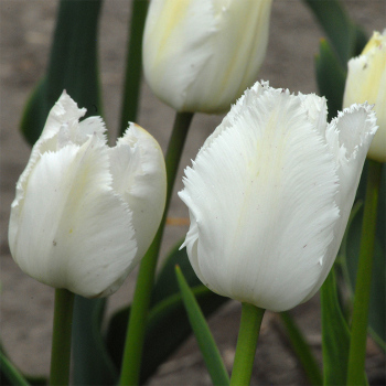 Swan Wings Fringed Tulip