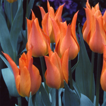 Ballerina Lily-Flowered Tulip