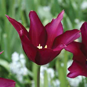 Burgundy Lily-Flowered Tulip