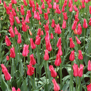 Mariette Lily-Flowered Tulip