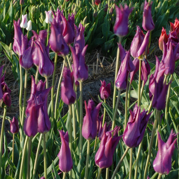 Purple Dream Lily-Flowered Tulip