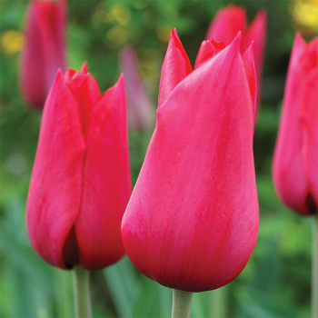 Red Shine Lily-Flowered Tulip