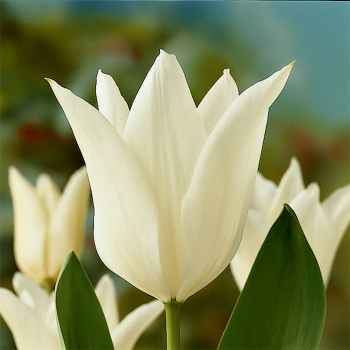 White Triumphator Tulip