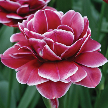 Dream Touch Double Late Tulip
