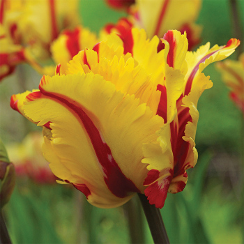 Flaming Parrot Tulip