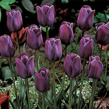 Bleu Aimable Single Late Tulip