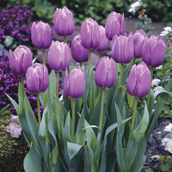 Violet Beauty Single Late Tulip