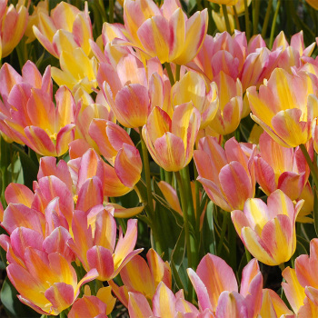 Antoinette Multiflowered Tulip
