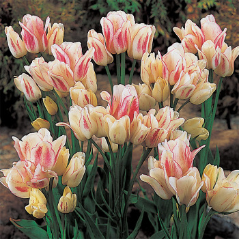Candy Club Multiflowering Tulip