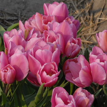 Happy Family Multiflowering Tulip