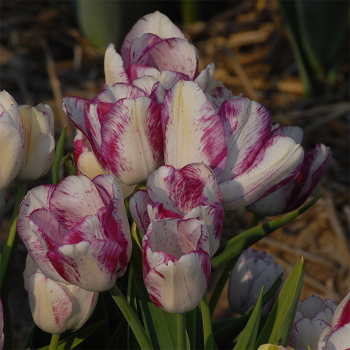 Modern Style Multiflowering Tulip
