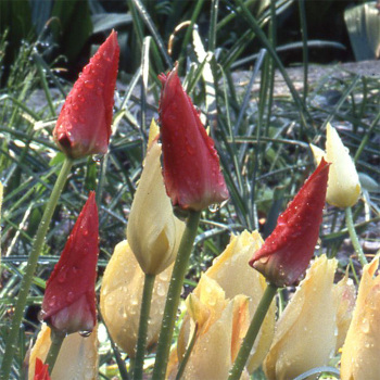 Tulip Batalinii Red Jewel