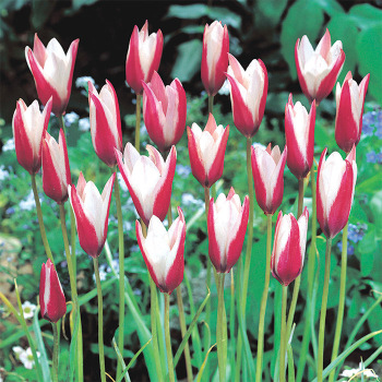 Tulip Clusiana