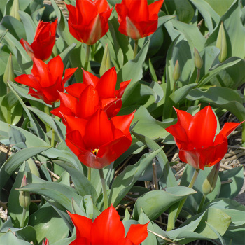 Tulip Eichleri