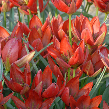 Tulip Hageri Var. Splendens