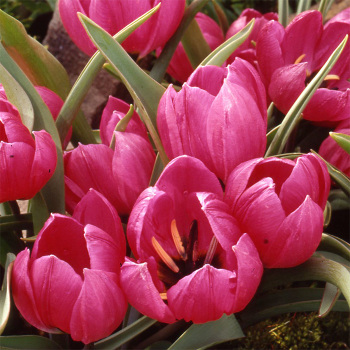 Tulip Humilis Violacea Black Base