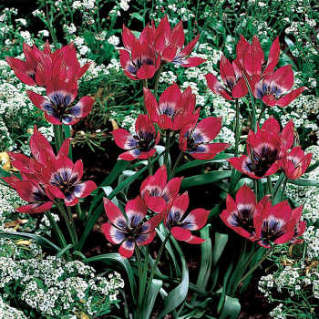 Tulip Little Beauty