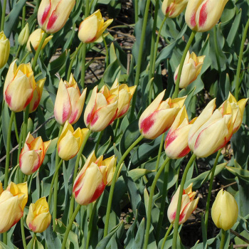 Tulip Marjoletti Slim Leaf Tulip