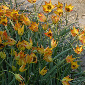 Tulip Orphanidea Flava