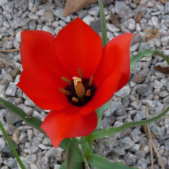 Tulip Red Hunter