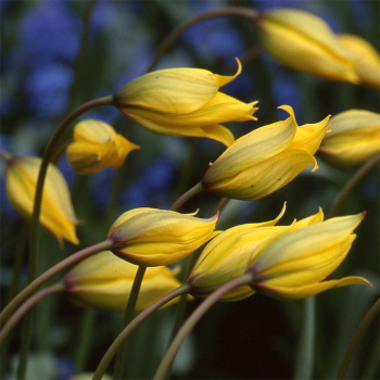 Tulip Sylvestris