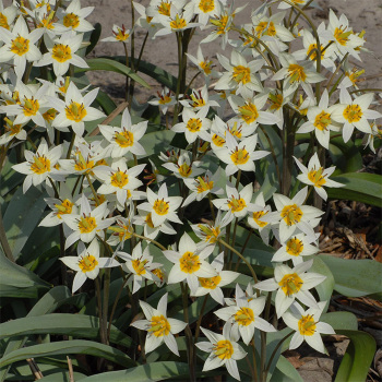 Tulip Turkestanica