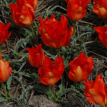 Tulip Vvedenskyi Tangerine Beauty