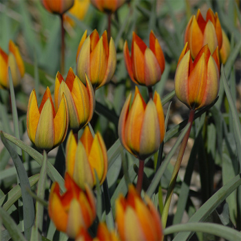 Tulip Whittallii