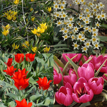 Wild Tulips Of Asia Collection