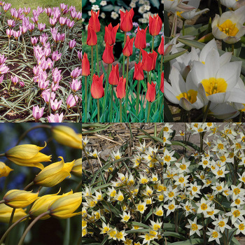 Heirloom Wild Tulip Collection