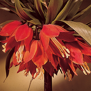 Fritillaria imperialis